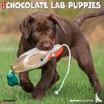 Willow Creek Press - Chocolate Lab Puppies 2026 12 X 12 Wall Calendar