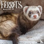 Willow Creek Press - Ferrets 2026 Wall Calendar