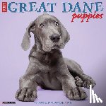 Willow Creek Press - Great Dane Puppies 2026 12 X 12 Wall Calendar