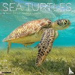 Willow Creek Press - Sea Turtles 2026 Wall Calendar
