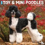 Willow Creek Press - Toy & Miniature Poodles 2026 12 X 12 Wall Calendar