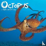 Willow Creek Press - Octopus 2026 Wall Calendar