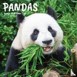 Willow Creek Press - Pandas 2026 Wall Calendar