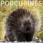 Willow Creek Press - Porcupines 12 X 12 Wall Calendar
