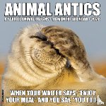 Willow Creek Press - Animal Antics 2026 Wall Calendar