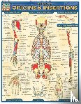 Perez, Vincent - Muscular Origins & Insertions