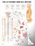 Anatomical Chart Company - The Autonomic Nervous System Anatomical Chart