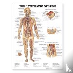 Anatomical Chart Company - The Lymphatic System Anatomical Chart
