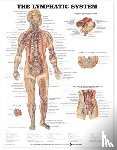 Anatomical Chart Company - The Lymphatic System Anatomical Chart