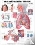 Anatomical Chart Company - The Respiratory System Anatomical Chart
