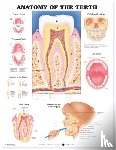 Anatomical Chart Company - Anatomy of the Teeth Anatomical Chart