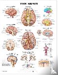  - The Brain Anatomical Chart