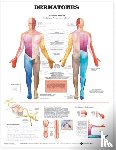 Anatomical Chart Company - Dermatomes Anatomical Chart