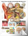 Company, Anatomical Chart - The Ear: Organs of Hearing and Balance Anatomical Chart
