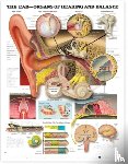 Anatomical Chart Company - The Ear: Organs of Hearing and Balance Anatomical Chart