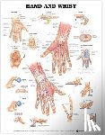 Anatomical Chart Company - Hand and Wrist Anatomical Chart