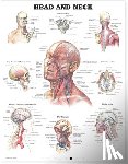 Anatomical Chart Company - Head and Neck Anatomical Chart