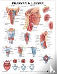 Anatomical Chart Company - Pharynx & Larynx Anatomical Chart
