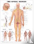 Anatomical Chart Company - The Spinal Nerves Anatomical Chart