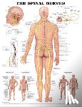 Anatomical Chart Company - The Spinal Nerves Anatomical Chart