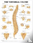 Anatomical Chart Company - The Vertebral Column Anatomical Chart