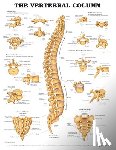Anatomical Chart Company - The Vertebral Column Anatomical Chart