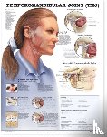 Anatomical Chart Company - Temporomandibular Joint (TMJ) Anatomical Chart