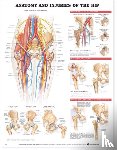 Anatomical Chart Company - Anatomy and Injuries of the Hip Anatomical Chart