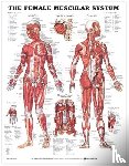  - The Female Muscular System Anatomical Chart
