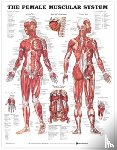 Anatomical Chart Company - The Female Muscular System Anatomical Chart