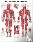 Anatomical Chart Company - The Muscular System Anatomical Chart