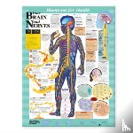  - Blueprint for Health Your Brain and Nerves Chart