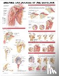 Anatomical Chart Company - Anatomy and Injuries of the Shoulder Anatomical Chart