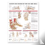  - Anatomy and Injuries of the Foot and Ankle