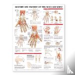 Anatomical Chart Company - Anatomy and Injuries of the Hand and Wrist Anatomical Chart