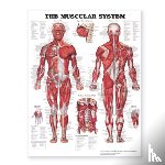 Anatomical Chart Company - The Muscular System Giant Chart