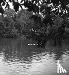 Oliver, Valerie Cassel - Dawoud Bey: Elegy