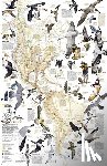 Maps, National Geographic - Bird Migration, Western Hemisphere, Tubed