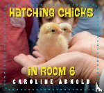 Arnold, Caroline - Hatching Chicks in Room 6