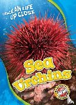 Adamson, Heather - Sea Urchins