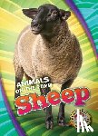 Leighton, Christina - Sheep