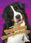 Sabelko, Rebecca - Bernese Mountain Dogs
