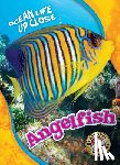 Sommer, Nathan - Angelfish