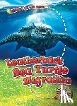 Schuetz, Kari - Leatherback Sea Turtle Migration