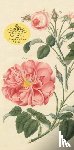 Derian, John - John Derian Paper Goods: Everything Roses Notepad