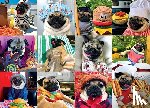 Mosier, Leslie - Doug the Pug Pug Life 1000-Piece Puzzle