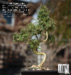 Oyarce, Manuel - Cannabonsai