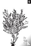 Larson, Will - An Elegant Puzzle