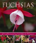 Mikolajski, Andrew - Fuchsias