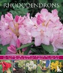 Hawthorne Lin - Rhododendrons